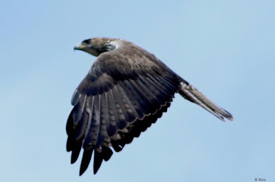 Bonelli's Eagle - winter visitor