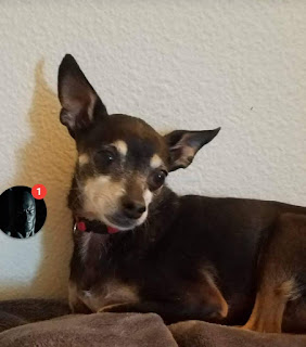 Lost small dog, a black miniature pinscher, in Central California