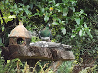 New Zealand pigeon at rustic stone water container - Te Kainga Marire, New Plymouth, NZ, by Denise Motard