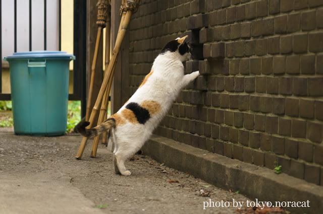 猫の写真