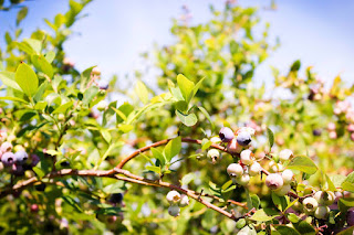 Blueberries growing at Thunderbird Farm Broken Arrow, OK