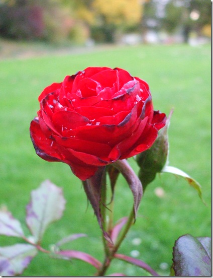 DSCF9183