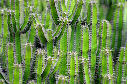 Proses Fotosintesis pada Tumbuhan Kaktus: Keajaiban Adaptasi di Padang Pasir