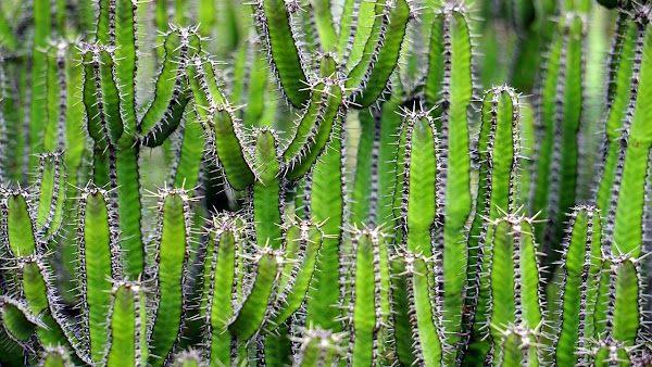 Proses Fotosintesis pada Tumbuhan Kaktus: Keajaiban Adaptasi di Padang Pasir