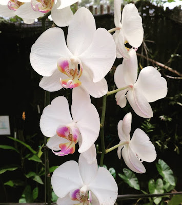 White orchids flower