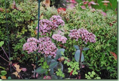 Sedum hybrid 'Matrona'