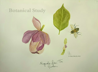 Bee and Magnolia Study : Watercolour.