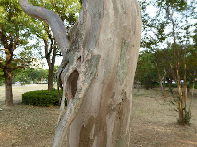 大阪城公園のサルスベリ