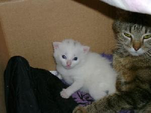cat after birth