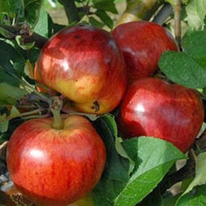Fruit Trees for Sale - Buy Your Fruit Tree Online at Low Cost