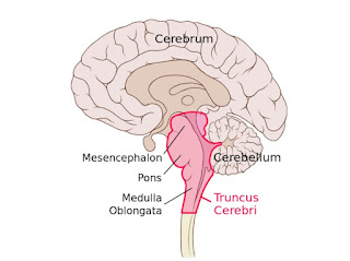 Artikel, Medula Oblongata, Medula Oblongata Adalah, Fungsi Medula Oblongata, Gangguan Pada Medula Oblongata