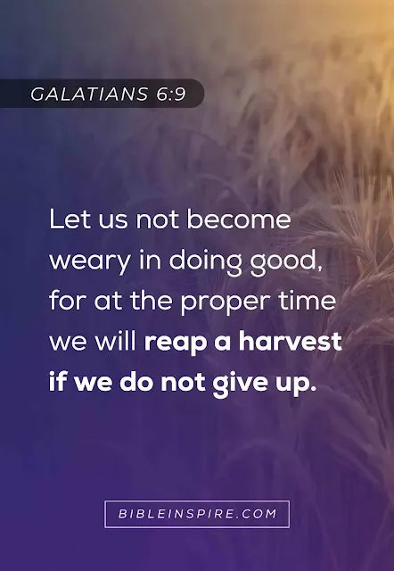 "A golden wheat field highlights uplifting keeping the faith verses like Galatians 6:9, a Bible verse about not becoming weary and reaping a harvest."