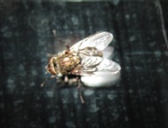 Fly Window2