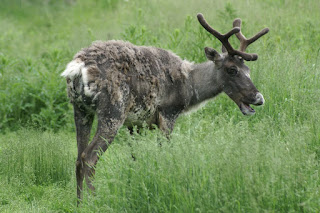 Renne - Caribou - Rangifer tarandus