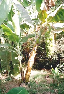 Pisang berkembangbiak dengan Tunas