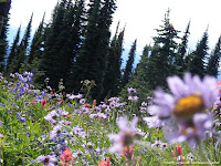 NAMC montessori style vacations canada's natural bounty forest flowers