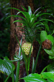 Ornamental Pineapple