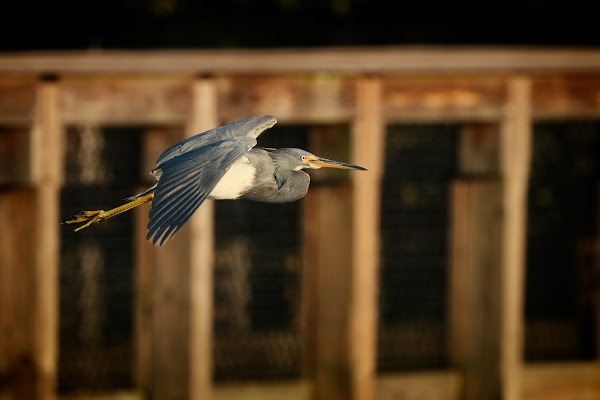 Tricolored Heron.