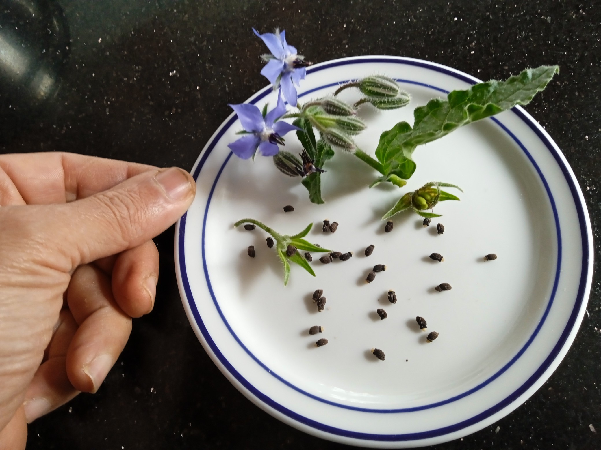 When the seeds have developed and dried they are ready to be harvested.