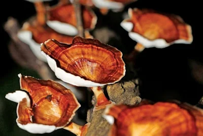 Ganoderma mushroom farming training in Osmanabad