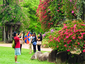 Flowering bougainvillea.