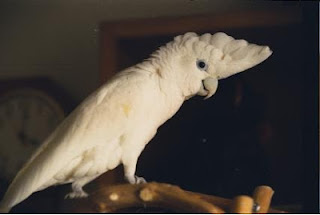 kaka tua jambul kuning, cacatua sanguinea,cacatua ducrpsii