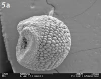 Lophophora williamsii seed SEM image, side view (enlarged x50)