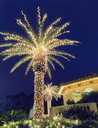 Scrumpdillyicious will be touring Florida's Gulf Coast over Christmas, . (palm tree with twinkle lights)