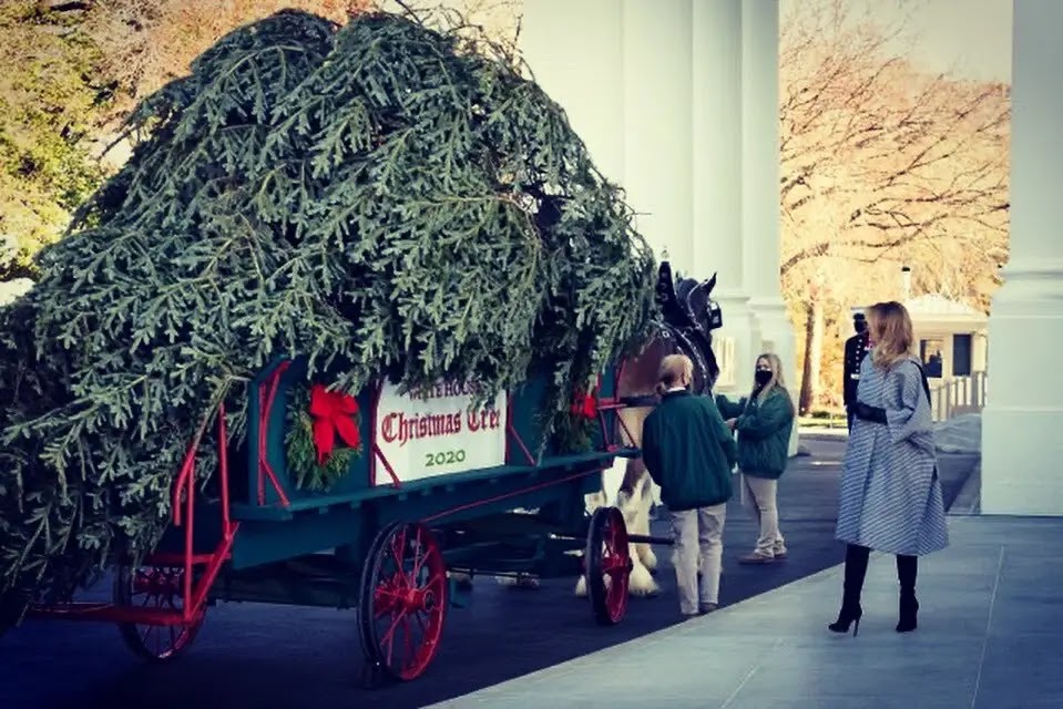 Watch ... Melania Trump welcomes the Christmas tree at the White House for the last time