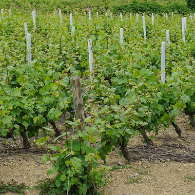 vente domaine viticole beaujolais