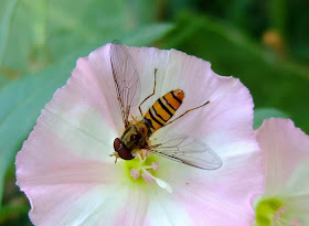 hover fly