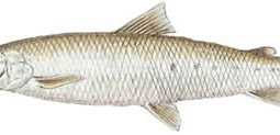 Round Whitefish (Prosopium cylindraceum)