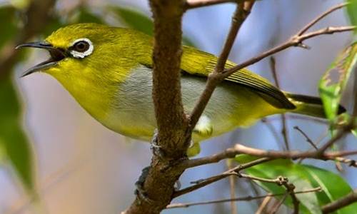 http://miefbird.blogspot.com/2016/03/cara-mendongkrak-pleci-agar-bersuara.html