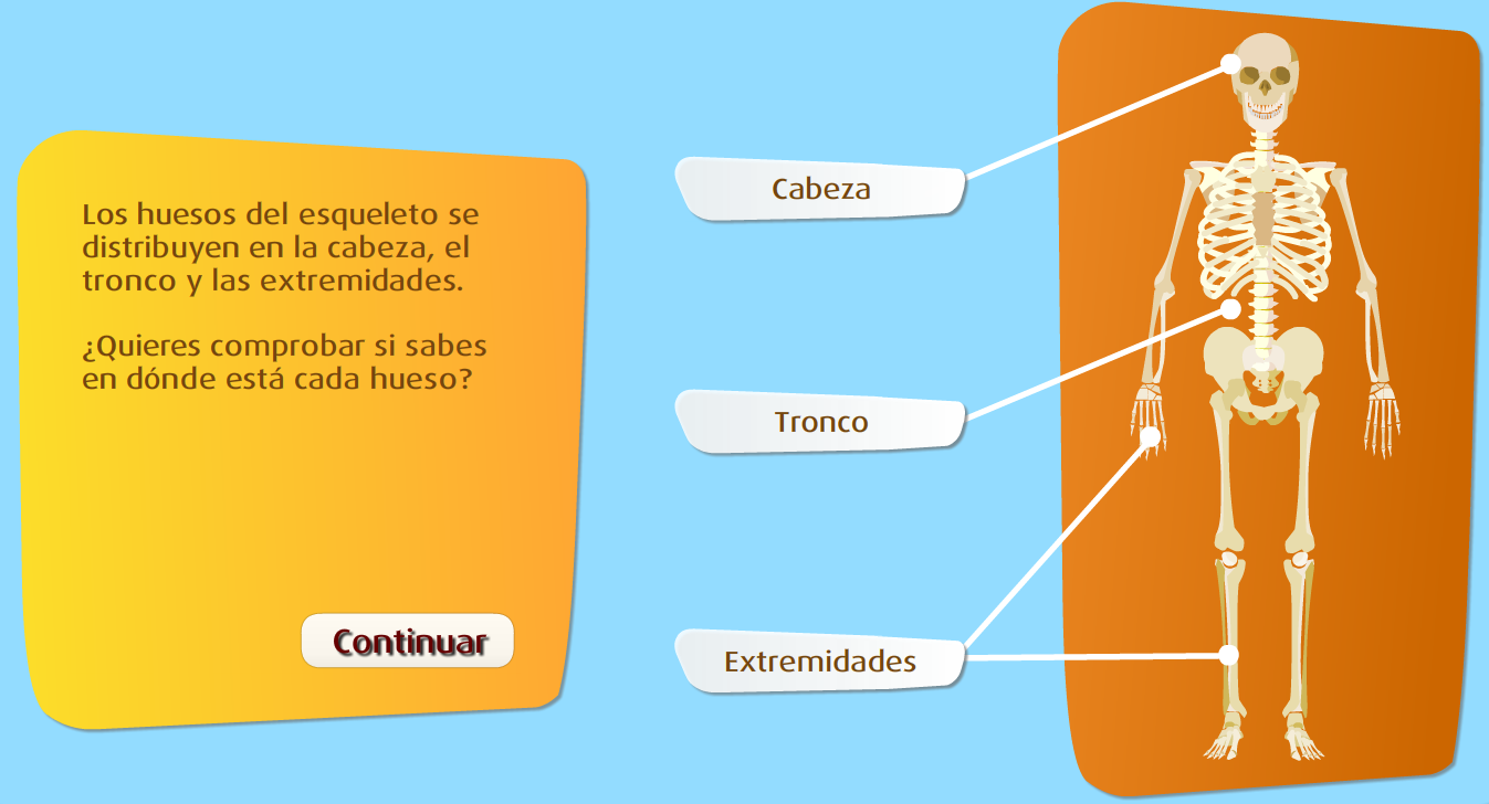 http://www.primerodecarlos.com/TERCERO_PRIMARIA/octubre/Unidad2/actividades/cono/esqueleto_sm/frame_prim.swf