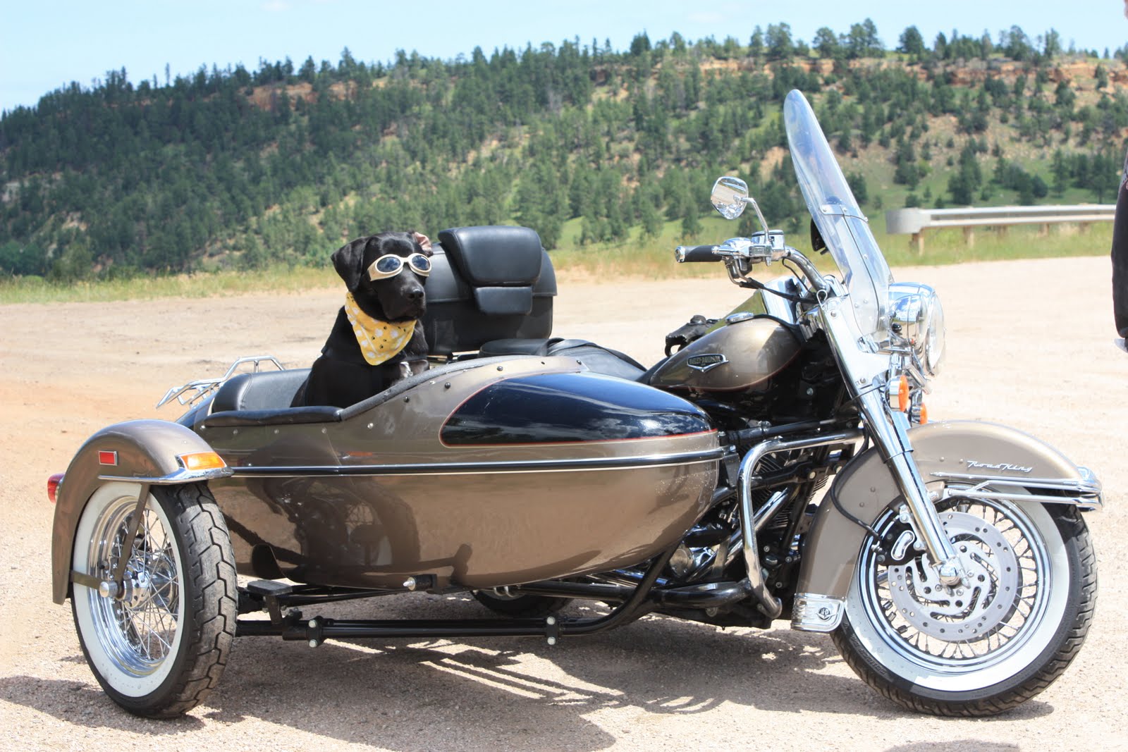 Emma Zen The Biker Dog: The Story of My SideCar!