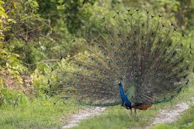 Jaldapara National Park