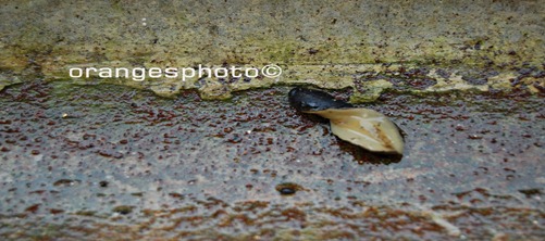 DSC_0297new