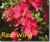 Azalea Red Wing