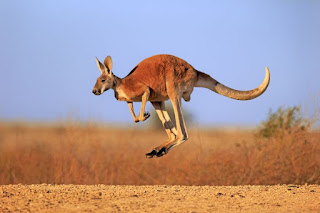 Känguru Fakten für Kinder, Känguru lebensraum, Känguru Lebenserwartung