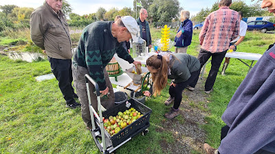 Mashing up the apples - the start of the process of turning them into juice