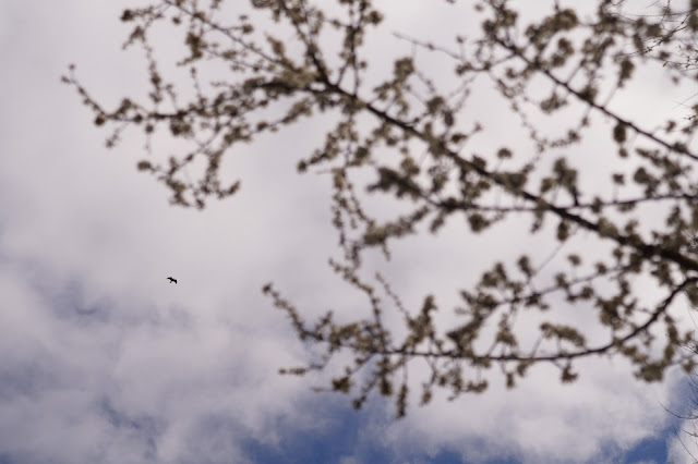 one fine day in Norfolk springtime