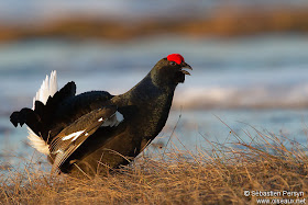 Black Grouse