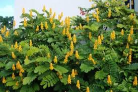 seemai agathi keerai health benefits uses in tamil ointment leaf leaves powder tree seeds oil price rate vilai semai sema  akathi maruthuva payangal