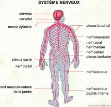 syst%25C3%25A9me%2Bnerveux description du systéme nerveux