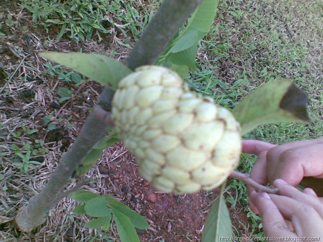 castor apple