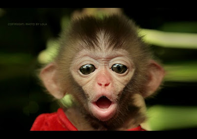 Cute Animal Monkey Photo