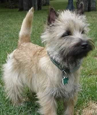Cairn Terrier Dogs Puppies