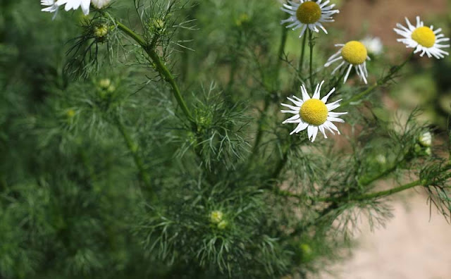 Mayweed Flowers Pictures