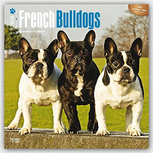 French Bulldogs 2016 - Französische Bulldoggen - 18-Monatskalender mit freier DogDays-App: Original BrownTrout-Kalender [Mehrsprachig] [Kalender] (Wall-Kalender)