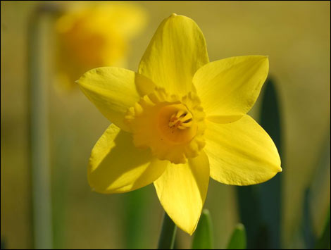 Flower of the Month: Daffodil,